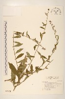 秋分草藏品圖，第1張