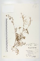 水花菜藏品圖，第1張