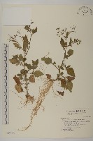 茯苓菜藏品圖，第2張