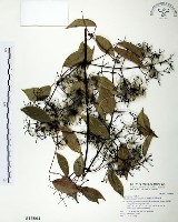 柱果鐵線蓮藏品圖，第1張