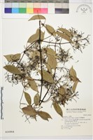 柱果鐵線蓮藏品圖，第2張