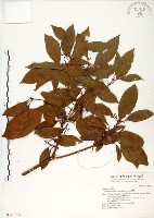 瓊楠藏品圖，第1張