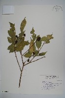 臺灣糊樗藏品圖，第1張