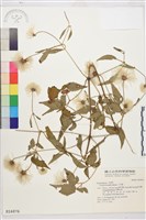 小木通藏品圖，第2張