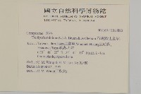 石胡荽、吐金草藏品圖，第2張