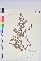 千根草藏品圖，第1張