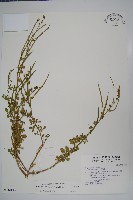 向天黃藏品圖，第1張