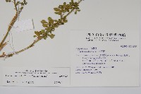 向天黃藏品圖，第2張