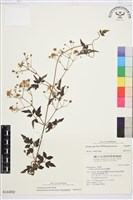 串鼻龍藏品圖，第1張