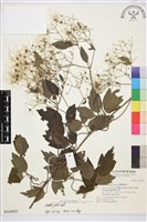 串鼻龍藏品圖，第1張