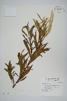 青葙藏品圖，第1張