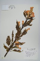 雞冠花藏品圖，第1張