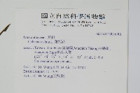 雞冠花藏品圖，第5張