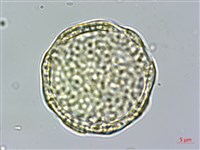 雞冠花藏品圖，第2張