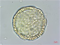 雞冠花藏品圖，第3張