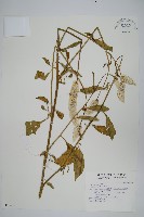 青葙藏品圖，第1張