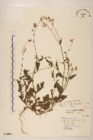 紫背草藏品圖，第1張