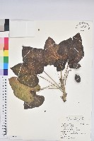 粟米草藏品圖，第1張