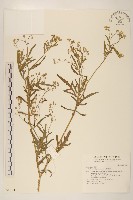 銀膠菊藏品圖，第1張