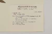 鱧腸藏品圖，第2張