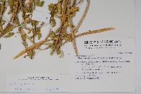 向天黃藏品圖，第2張