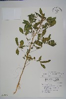 向天黃藏品圖，第1張