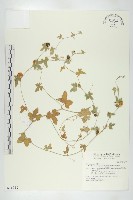 倒吊金鐘、天花藏品圖，第1張