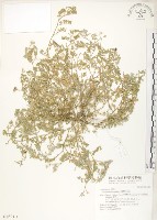 臺灣灰毛豆藏品圖，第1張