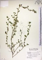 恆春金午時花藏品圖，第1張