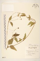 天蓬草舅藏品圖，第1張