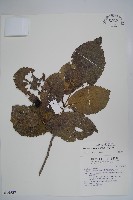 破布烏藏品圖，第1張