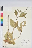 白苞猩猩草藏品圖，第1張