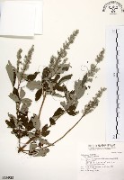 三葉蔓荊藏品圖，第1張
