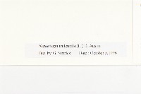 戟葉菜欒藤藏品圖，第3張