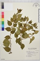 亞洲濱棗藏品圖，第2張