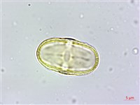 玉山茴香藏品圖，第2張