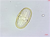 玉山茴香藏品圖，第3張