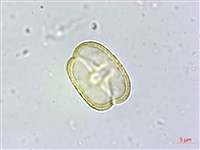 玉山茴香藏品圖，第4張