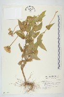 百日菊藏品圖，第1張