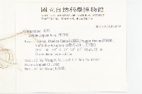 百日菊藏品圖，第2張