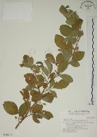 白木蘇花藏品圖，第1張