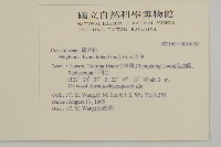 北仲, 刺裸實藏品圖，第2張