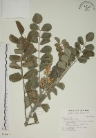 毛苦參藏品圖，第1張