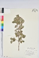 紅仔珠藏品圖，第1張