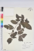 刺杜密藏品圖，第1張