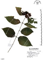 杜虹花，台灣紫珠藏品圖，第1張