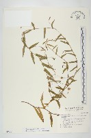 戟葉菜欒藤藏品圖，第1張