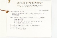 戟葉菜欒藤藏品圖，第2張