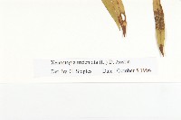 戟葉菜欒藤藏品圖，第3張