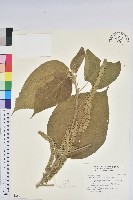 尖尾鐵莧藏品圖，第1張